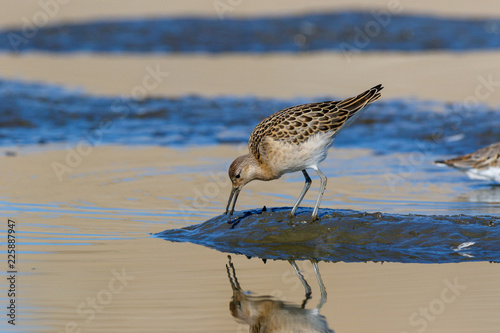 Fotografía Ruff (Phylomachus pugnax)