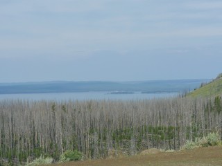 Misty shot of young aspen trees recovering from previous wildfires with the Yellowstone Lake at the background.