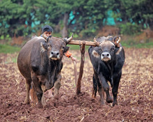Oxen Team Joined By Yoke Plow Fieild In Rural Peru