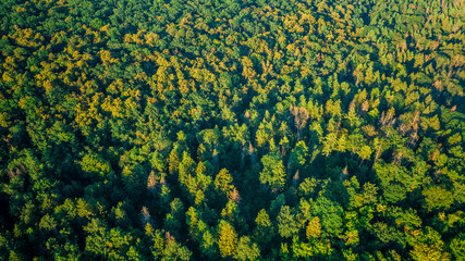 Wall Mural - Forest background. Drone point of view.