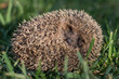 Close up of a Young wild hedgehog sleeping on the grass. ITALY 2017
