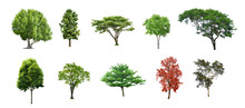 Various Trees From Thailand, Collection Set No.01 Isolated On White Background