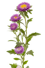 Flower Of Aster, Isolated On A White Background