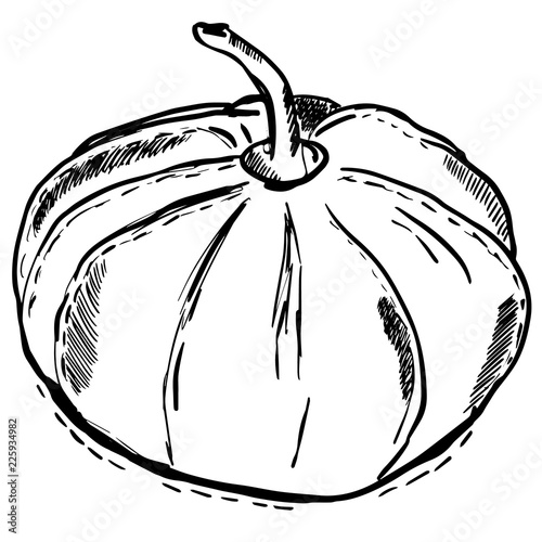 Black Contour Pumpkin Traditional Halloween Food Decoration Nice
