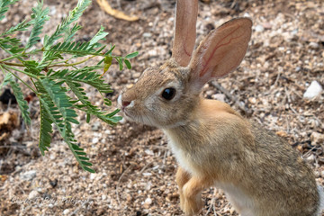 Wall Mural - Cute desert cottontail rabbit eating mesquite tree branches.