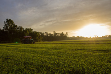 sunset over green field