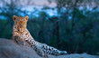 A male leopard finds a good vantage point at dusk with a beautiful background 
