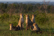 A family of cheetah sitting together in the open plains of Africa scanning the open savannah for potential prey - captured in the Greater Kruger National Park