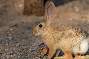 Wall Mural - Baby desert cottontail rabbit eating a red prickly pear cactus fruit on the sand. Tucson, Arizona. Summer of 2018.