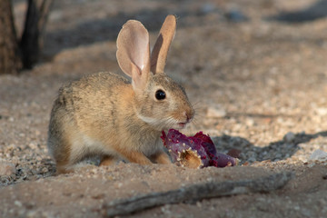 Canvas Print - Baby desert cottontail rabbit eating a red prickly pear cactus fruit on the sand. Tucson, Arizona. Summer of 2018.