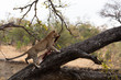 Adult male leopard hoisting his kill up into a tree - Captured in the Greater Kruger National Park