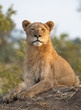 Young male lion looking at camera with a perfect upright posture - image captured in the Greater Kruger National Park