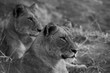 Black and white image of lionesses watching their prey - captured in the Greater Kruger National park 