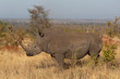 white rhinoceros in africa