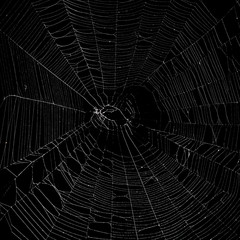 Wall Mural - real spider web isolated on black