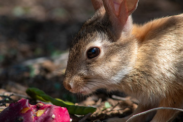 A desert cottontail rabbit, Sylvilagus audubonii, eating a red prickly pear cactus fruit in the Sonoran Desert. A cute bunny, enjoying a meal from cacti. Pima County, Tucson, Arizona, USA.