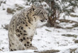 Snow Leopard Walking Up A Snowy Hill