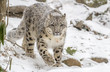 Snow Leopard Walking Towards Camera In Snow