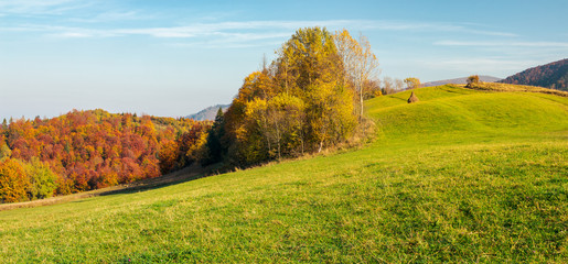 Wall Mural - panorama of forest on grassy hill in autumn. beautiful rural scenery of mountainous countryside in s