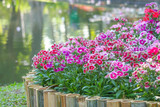 Multicolored dianthus flowers blooming in garden,Natural patterns water background