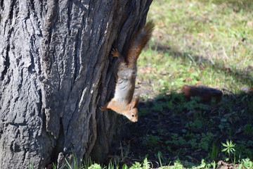 squirrel