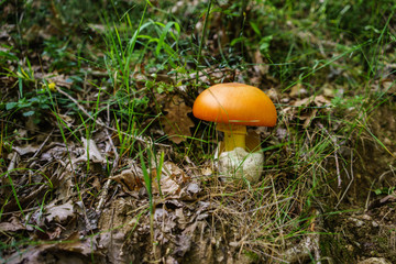 Red mushroom in the forest, Amanita caesarea, commonly known as Caesar's mushroom, is a highly regarded edible mushroom in the genus Amanita, native to southern Europe and North Af