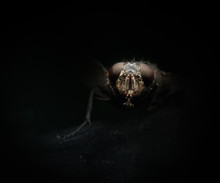 Portrait Of A Fly Close-up On A Black Background