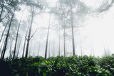 Fototapeta Las - Fog and trees forest in the morning 
