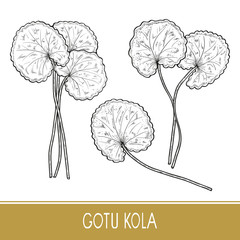 Wall Mural - Gotu kola. Plant.  Leaves, stem. Monochrome. Sketch. On a white 