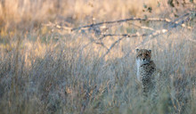 Cheetah (Acinonyx Jubatus Soemmeringii) In The Okavango-delta In Botswana