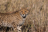 Fototapeta Sawanna - Cheetah (Acinonyx jubatus soemmeringii) in the Okavango-delta in Botswana