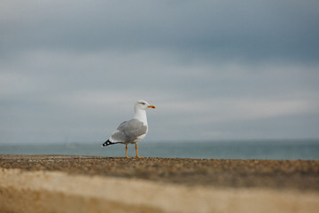 Seagull portrait against sea shore. Close up view of white bird seagull sitting by the beach. Wild seagull with natural blue background.