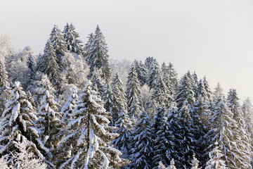 Wall Mural - Beautiful morning sunrise view of snowy tree tops with clouds in the mountains of the Brandnertal in the Alps in Vorarlberg, Austria, in winter with fresh snow