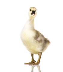 Cute little newborn fluffy gosling. One young goose isolated on a white background. Nice geese big bird.