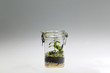 Terrarium plant arrangement in glass jar