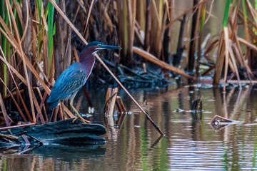 green heron (butorides virescens) in the wildlife reserve biotopo monterrico-hawaii, guatemala