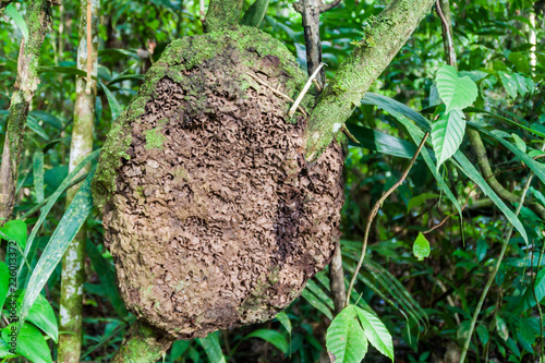 Fotografie, Obraz Termite nest in Cockscomb Basin Wildlife Sanctuary, Belize.