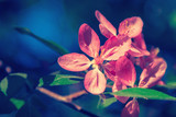 Fototapeta Kwiaty - Pink flowers blossom on tree. Nature beautiful floral background