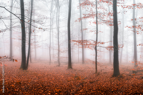  Fototapeta z lasem we mgle   czerwone-jesienne-liscie-w-bukowym-lesie