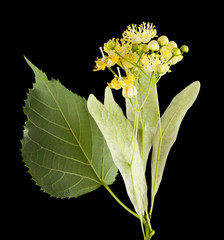 Wall Mural - linden flowers isolated on a black background. As an element of packaging design