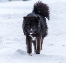 Black Dog On White Snow In Winter
