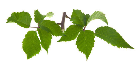 Poster - green leaves of a blackberry isolated on a white background