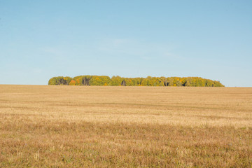 Large field in autumn. Autumn nature. Golden autumn