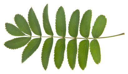 Wall Mural - green leaves of mountain ash isolated on white background