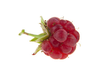 Wall Mural - berries raspberries isolated on white background. As an element of packaging design.