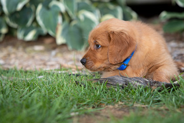 Wall Mural - A resting golden retriever puppy.