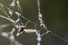 Mosquitoes Caught In Spider Web