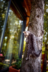cat climbing on the tree
