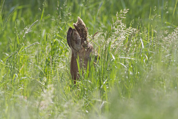 The head of a male European roe deer (Capreolus capreolus) looks like a grass