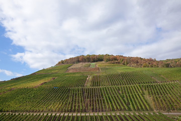 Wall Mural - Weinbau an der Ahr